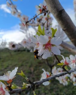 Estamos em plena floração nos nossos amendoais BIO. Apesar da meteorologia de vento e chuva, continua o trabalho de abelhas e abelhões na ajuda à polinização desta bela flor.
#organic #almonds #bio #amendoa #amendoeirasemflor
