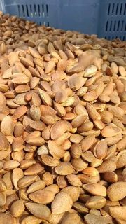 Teve início esta semana a campanha da amêndoa 2024 da Quinta da Fonte do Lobo. #organic #amêndoa #bio