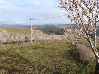 Em plena floração. Paira no ar o aroma a início de novo ciclo. Fazer mais e melhor para garantir amêndoas de qualidade.