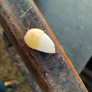 A nova campanha está em preparação e as amêndoas quase formadas. A um mês da colheita está tudo com óptimo aspeto!