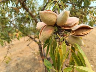 A amêndoa está a abrir e em breve começamos a apanha. O trabalho do ano culmina na apanha mas logo continua a preparação do próxima campanha.